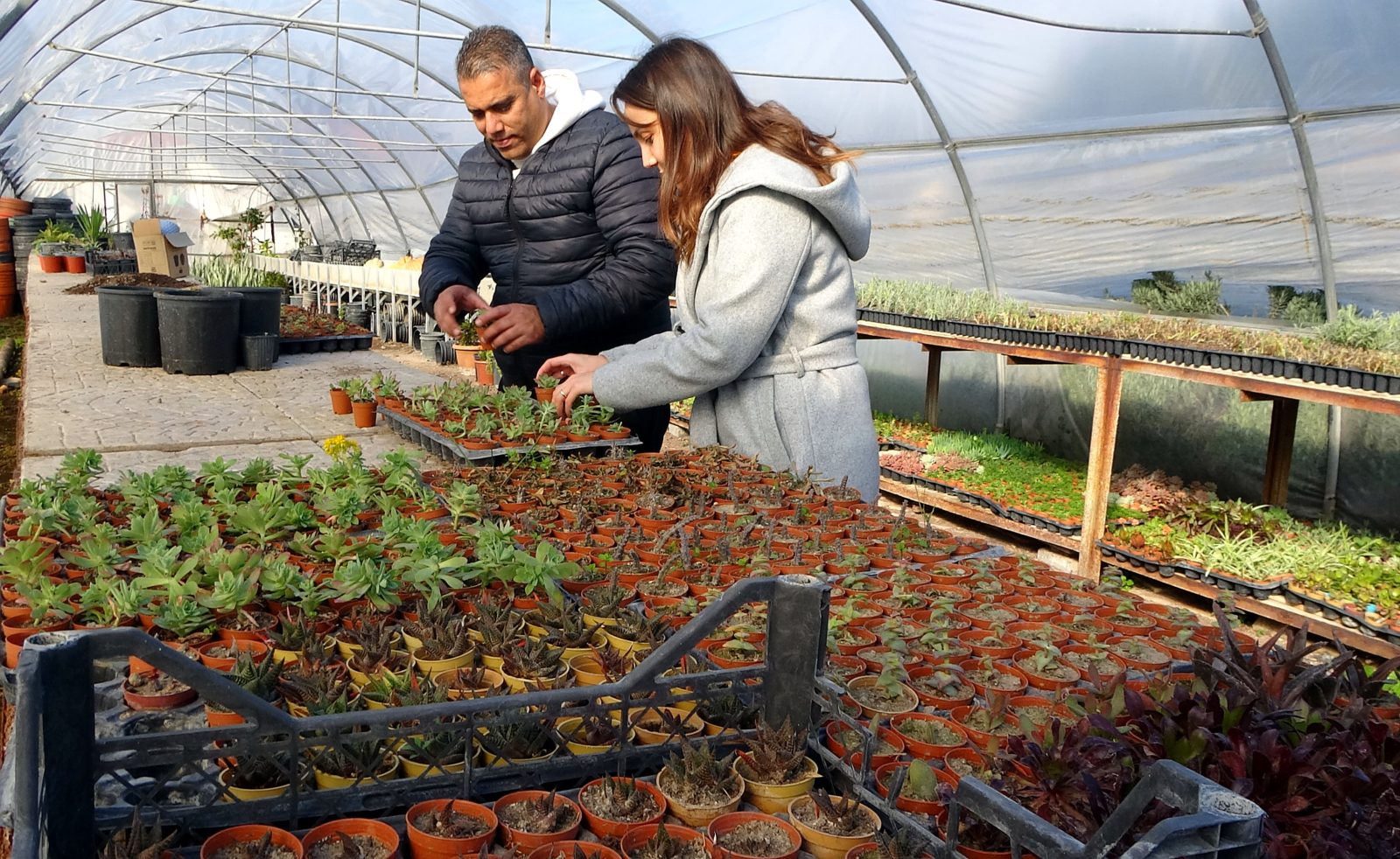 Söke Belediyesi serasında toplam 9 Bin 635 çiçek ve bitki yetiştirdi