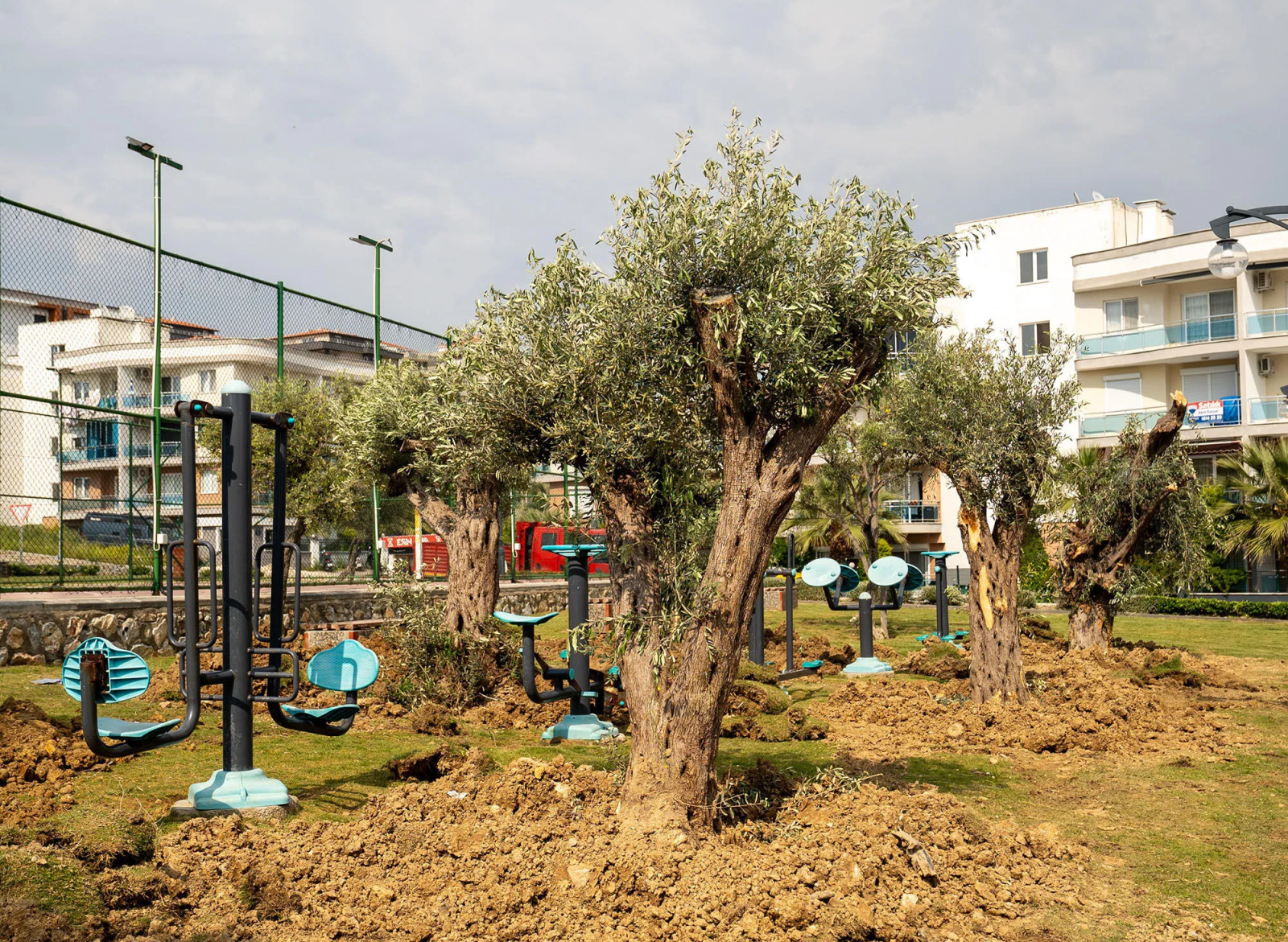 Kuşadası’nda 1137 Ağaç Yeni Hayat Buldu: Başkan Günel’in Yeşil Mirası