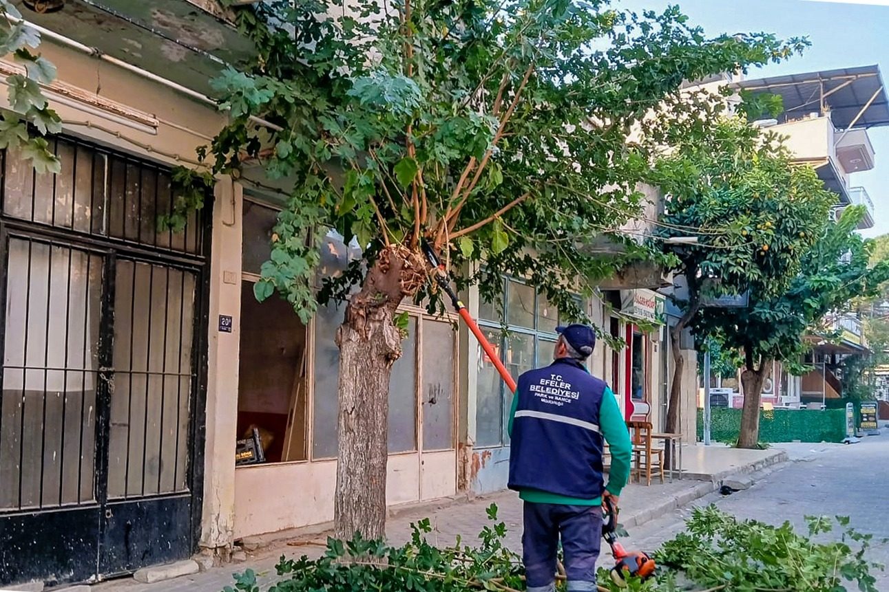 EFELER’DE AĞAÇ BUDAMA ÇALIŞMALARI SÜRÜYOR