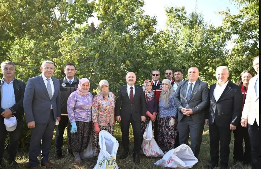 Aydın Kestanesinde Hasat Heyecanı Devam Ediyor