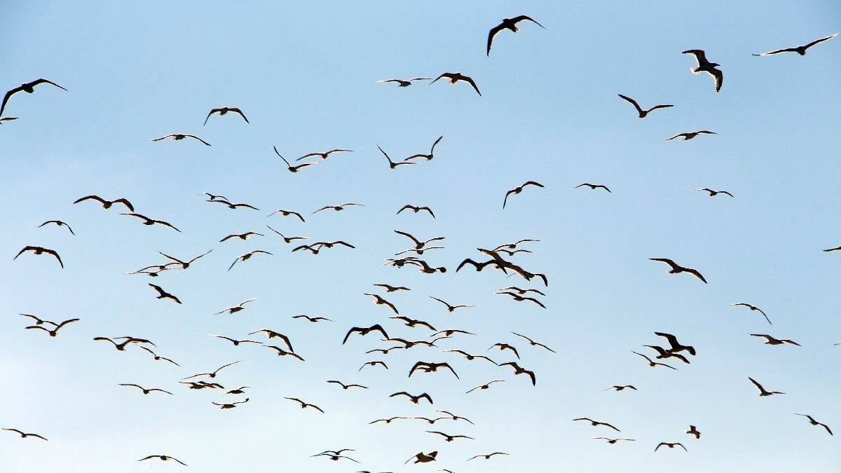 Dünyanın en hızlı kuşu belli oldu: Havada 380 km hızın üzerinde gidiyor