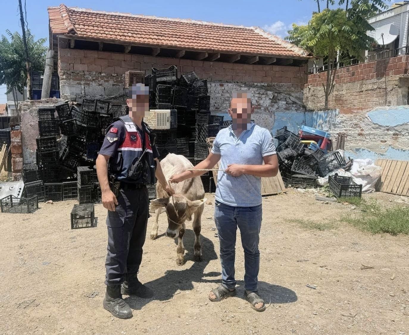 İncirliova’da Büyükbaş Hayvan Hırsızlığı Aydınlatıldı