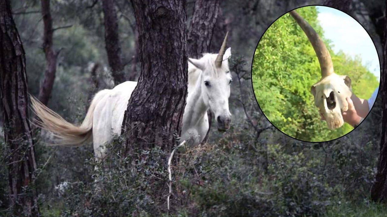 Tek Boynuzlu At kafatası ülkeyi karıştırdı! Kral Arthur'un şatosunun yakınında bulundu