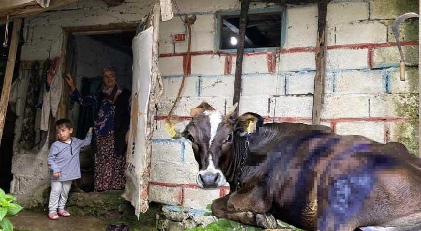 Artvin'de ayı saldırısı! Köylüler müdahale etti: 'Üzerinde pençe izleri vardı'