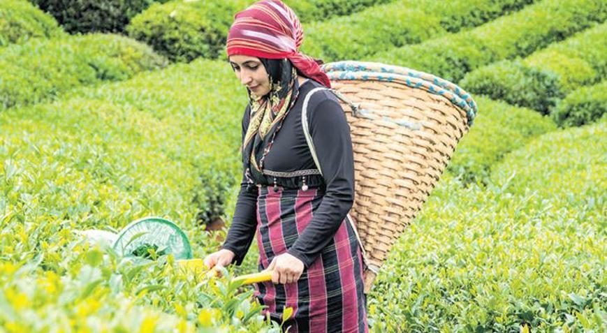 Hasat öncesi ‘kalite’ uyarısı