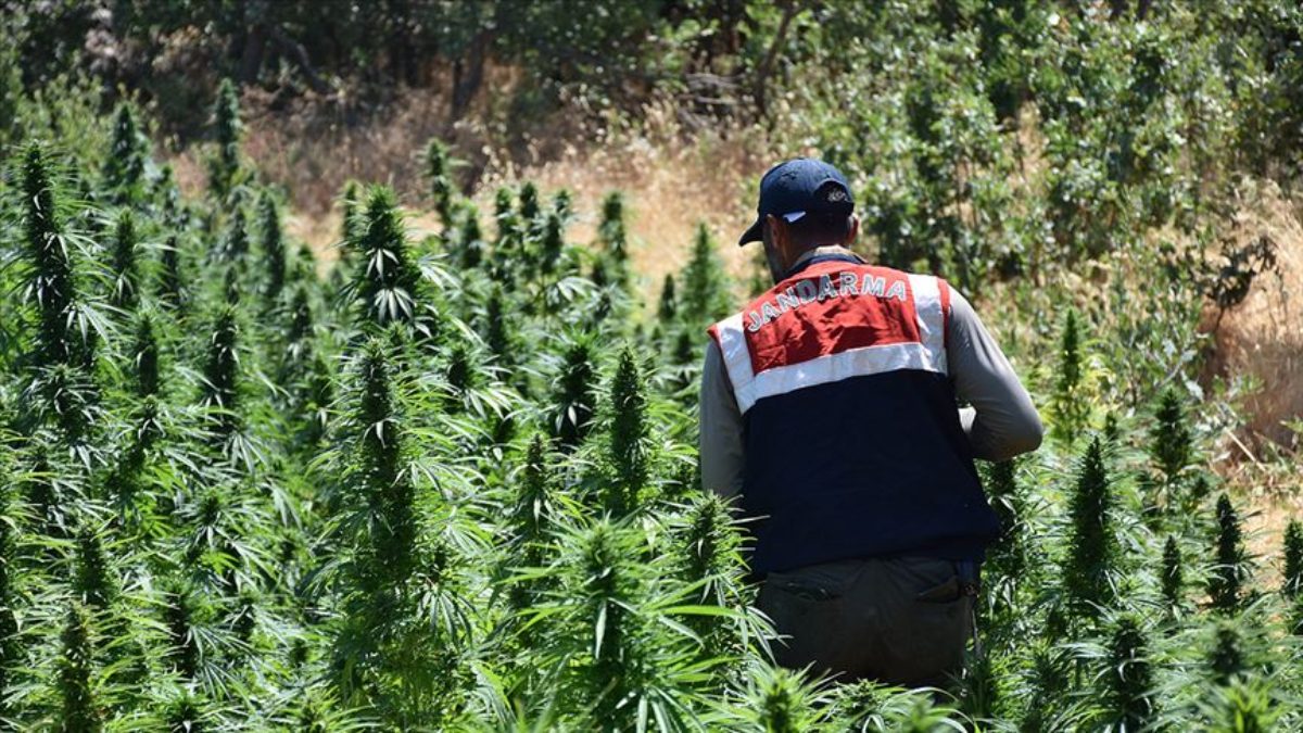 Kenevir operasyonu! Samsun'da 5 bin 230 kök ele geçirildi